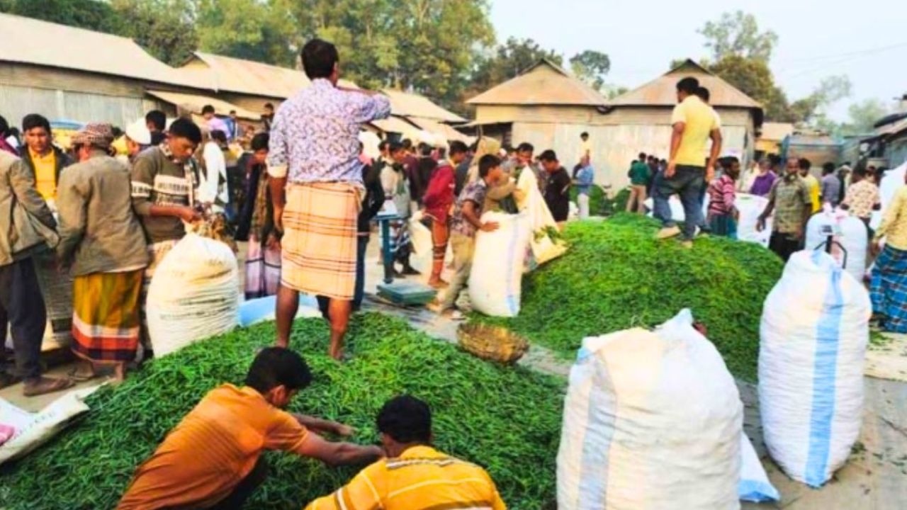 জামালপুরের কাঁচা মরিচ যাচ্ছে মালয়েশিয়ায়, লাভে চাষিরা