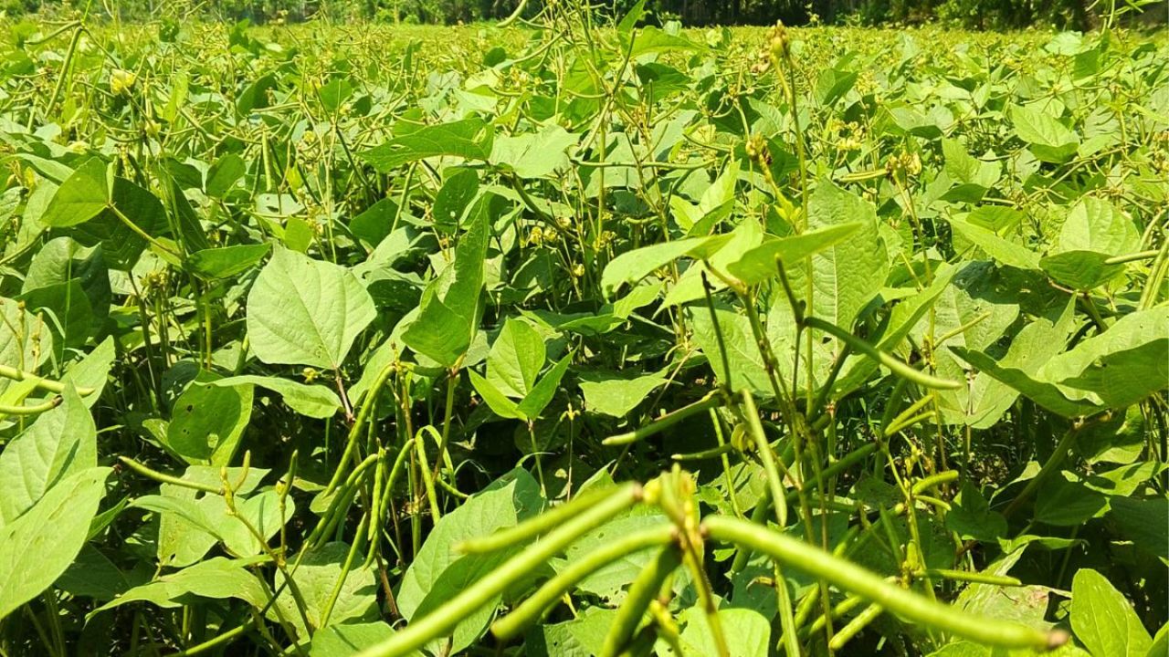 কম খরচে বেশি লাভ, মুগডাল চাষে ঝুঁকছেন চাষিরা