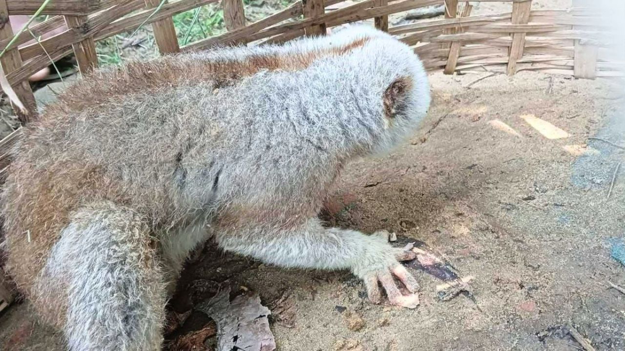 সাতছড়ি বনে পথ হারানো লজ্জাবতী বানর উদ্ধার