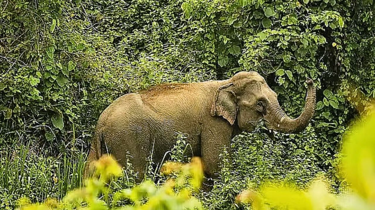 বন্য হাতির আছাড়ে কৃষকের মৃত্যু