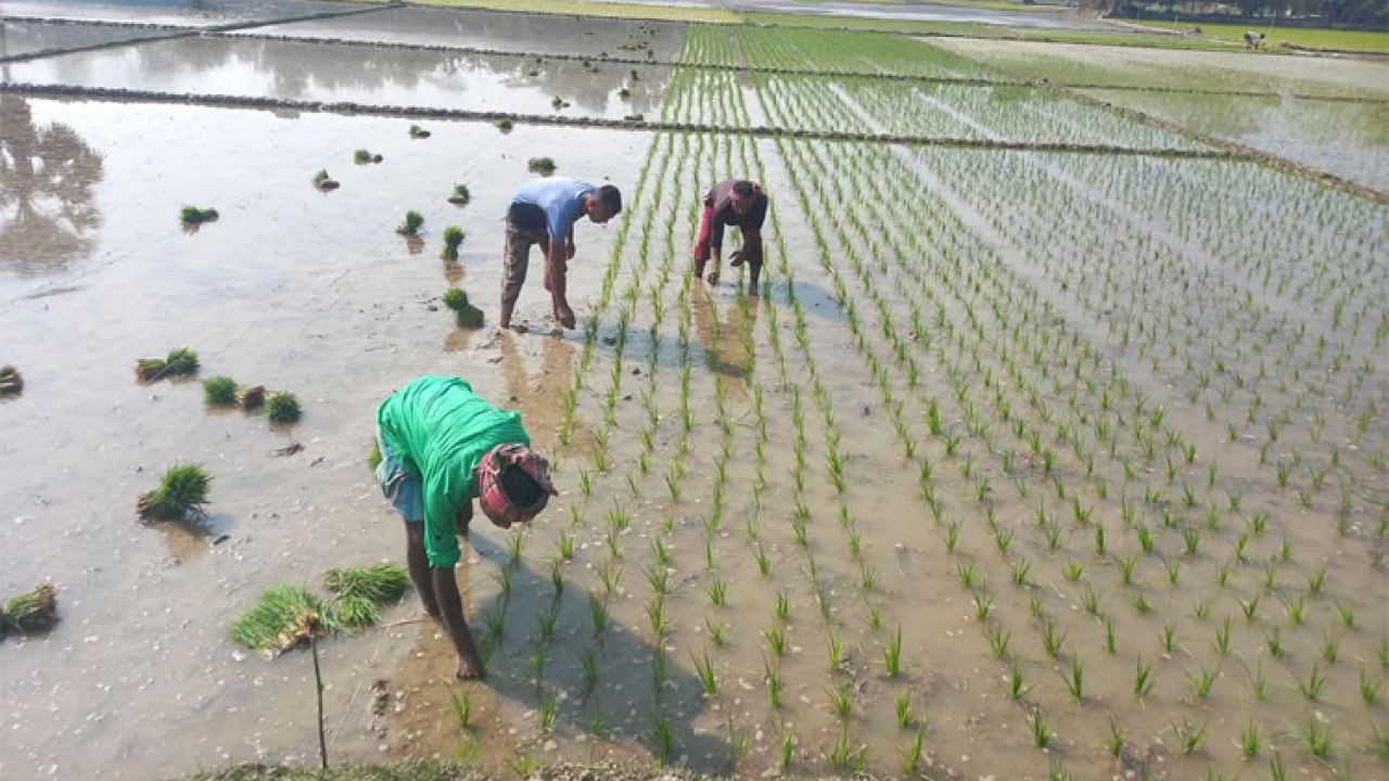 লবণাক্ত জমিতে কৃষি: জলবায়ু পরিবর্তনের নতুন সমাধান