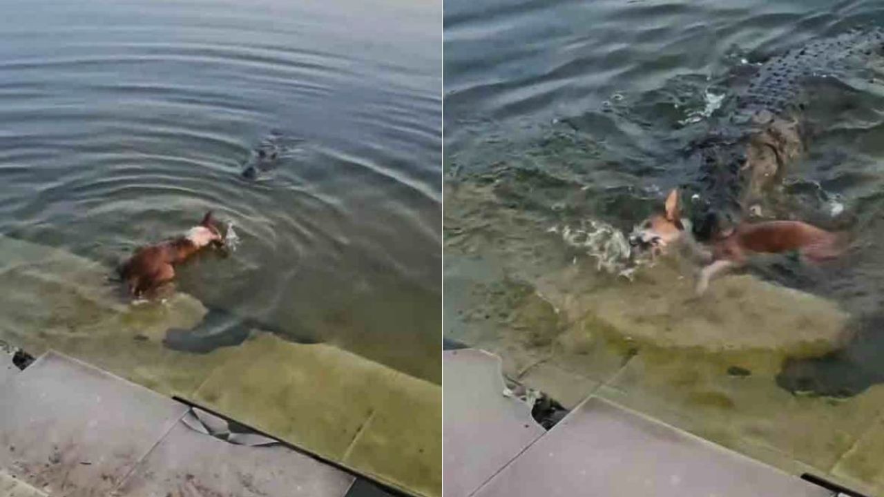 মাজারের দিঘিতে কুকুরকে ফেলে দেওয়ার প্রমাণ মেলেনি