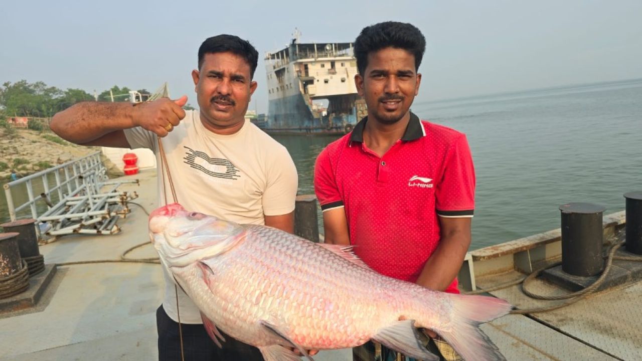 পদ্মার দুই কাতল দেখে হুড়োহুড়ি, লাখ টাকায় বিক্রি