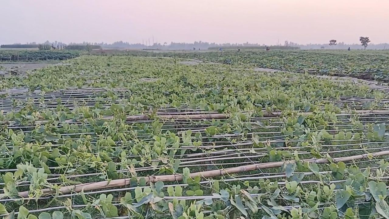 ডিজেল না পেয়ে চরাঞ্চলে বন্ধের পথে সেচ