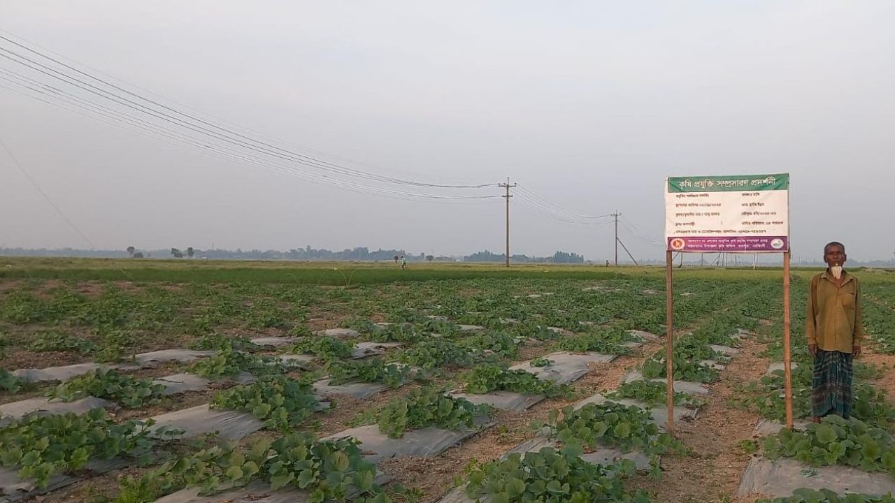 রসুনের সাথী ফসল বাঙ্গিতে মেতেছে নরসিংদী