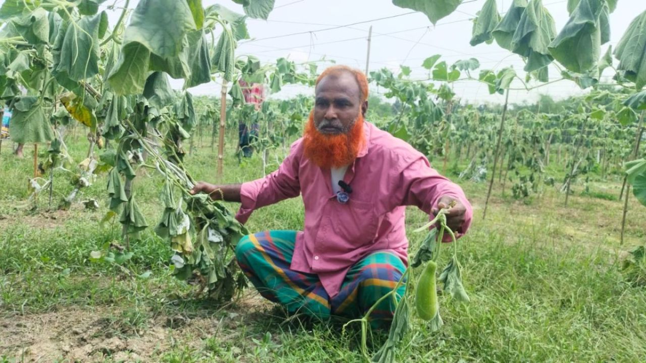 লাউগাছের সঙ্গে এ কেমন শত্রুতা! 