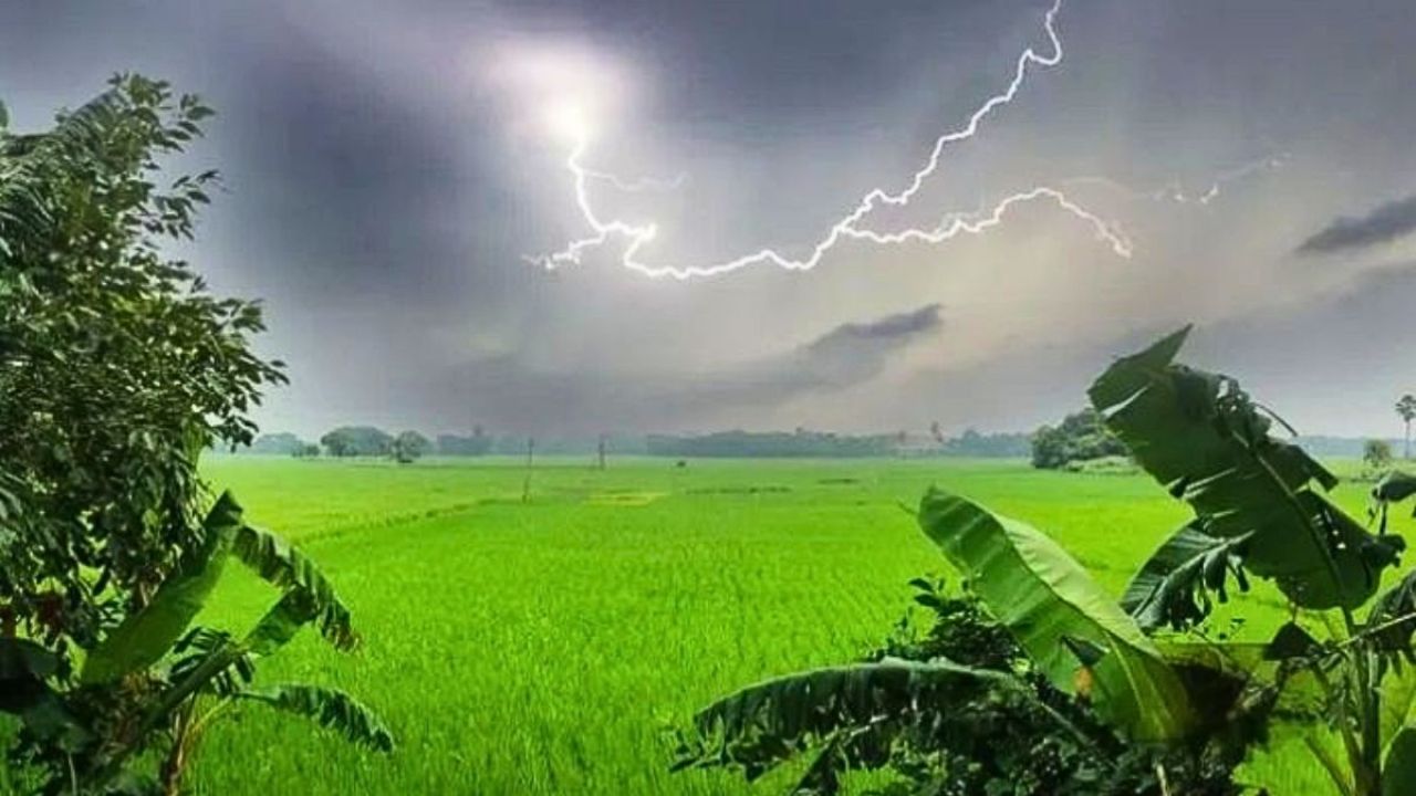 হাওরে ধান কাটতে গিয়ে বজ্রপাতে ঝরল ৫ প্রাণ