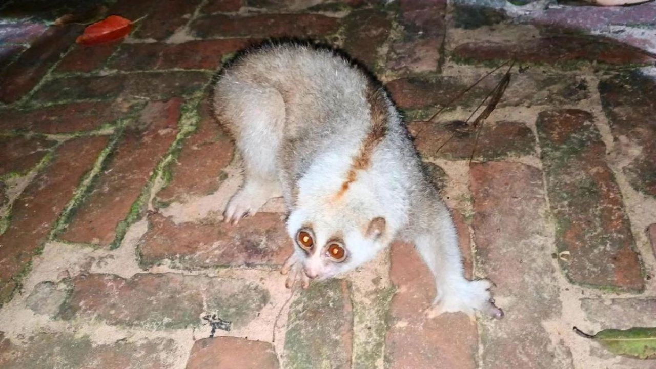 চুনারুঘাটে বিপন্ন প্রজাতির লজ্জাবতী বানর উদ্ধার