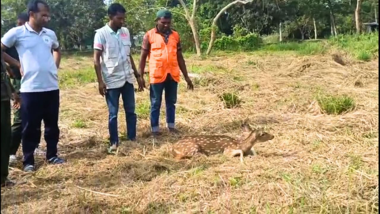 বাঘের তাড়া খেয়ে লোকালয়ে সুন্দরবনের হরিণ