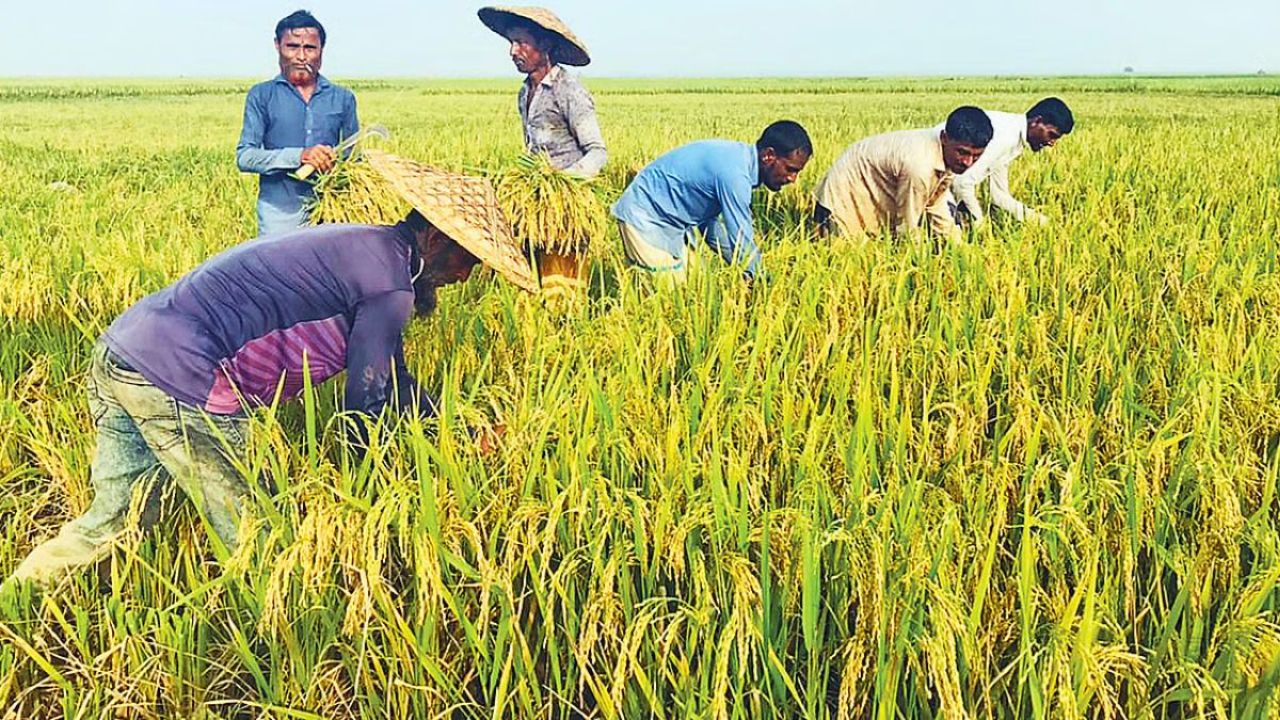 কয়লা-পাথরের কাজ ছেড়ে হাওরে ধান কাটবেন ২০ হাজার শ্রমিক