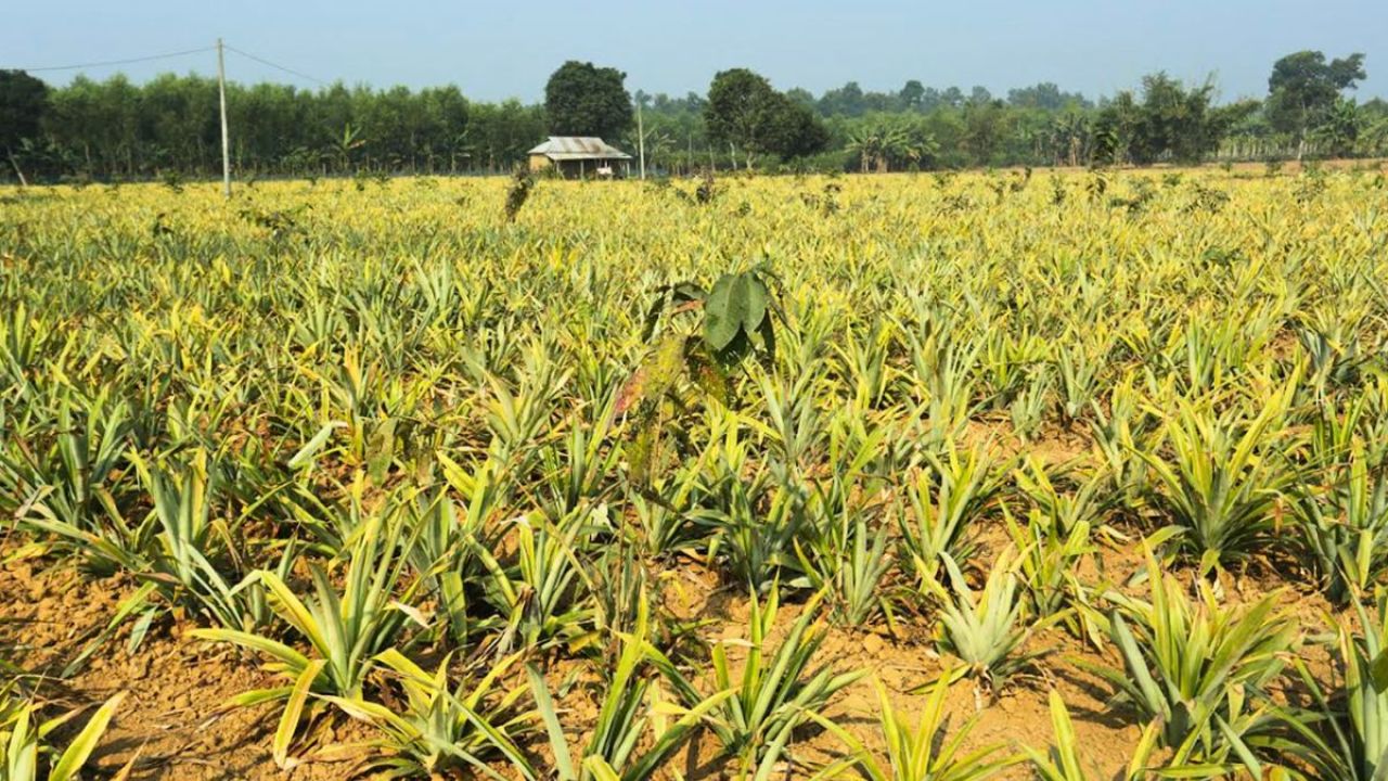 আনারস-কলা চাষে উজাড় মধুপুর শালবন, অস্তিত্ব রক্ষার ডাক