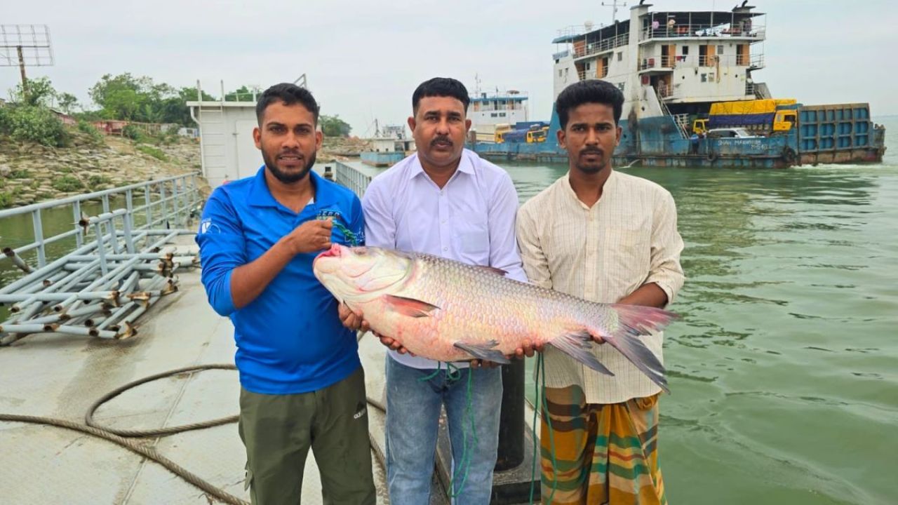 পদ্মায় ধরা পড়ল ৪৪ কেজির ২ কাতল, বিক্রি হলো ৮৮ হাজার টাকায়