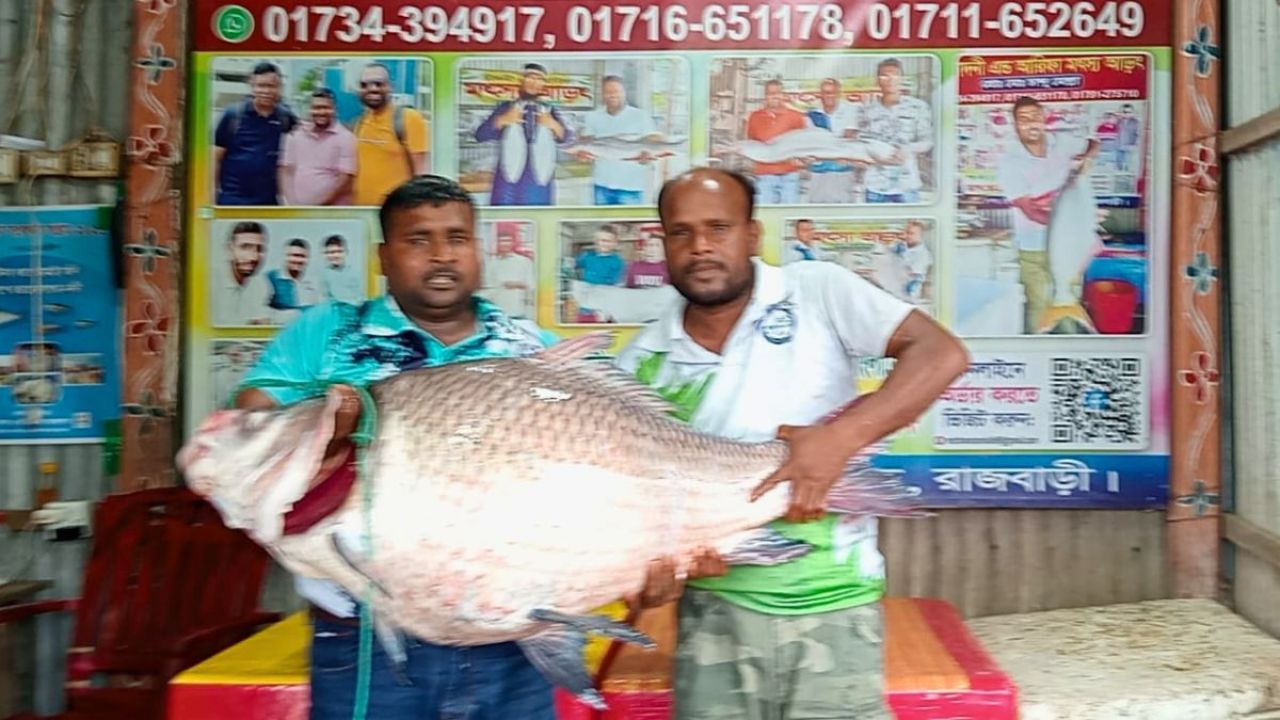 পদ্মার বড় মাছের প্রতি প্রবাসীদের ঝোঁক, চড়া দামে বিক্রি