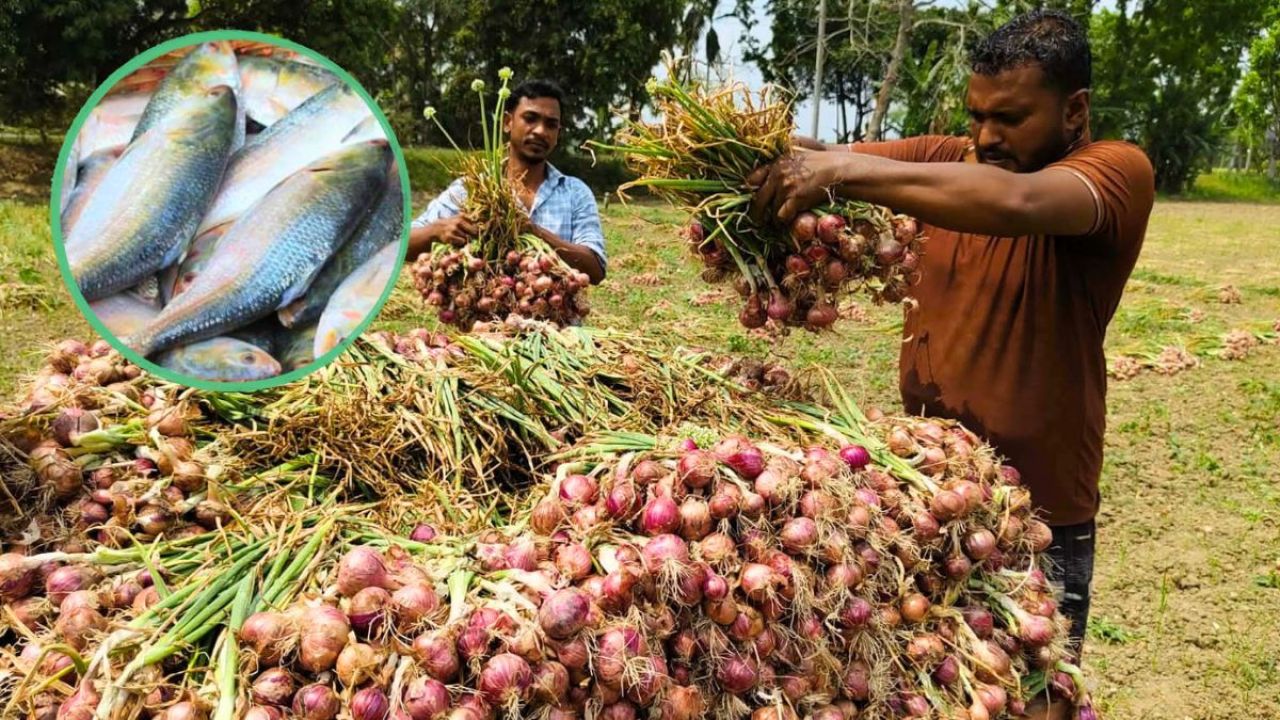 আড়াই মণ পেঁয়াজের দামেও মিলছে না এক কেজি ইলিশ!