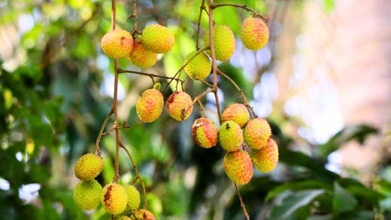 তীব্র গরমে পুড়ছে বরেন্দ্রের আম ও লিচু, ফলন নিয়ে শঙ্কা