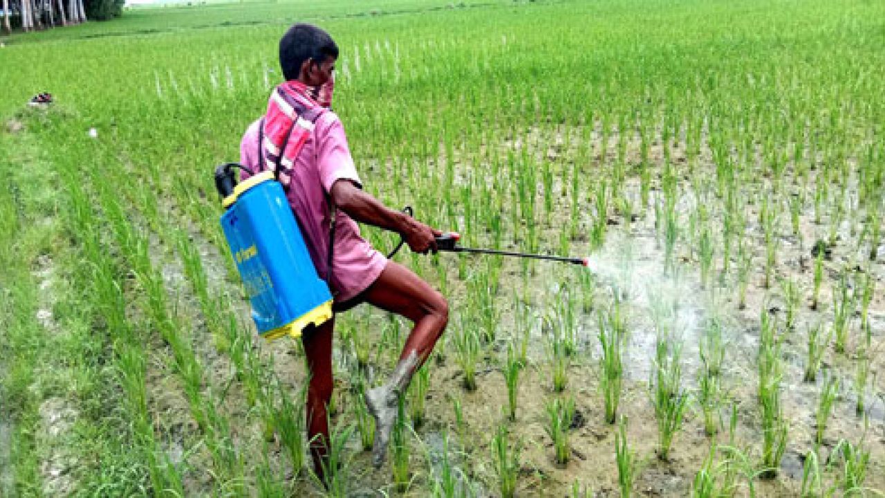বালাইনাশকের অপব্যবহারে বিপর্যস্ত জনস্বাস্থ্য, জীববৈচিত্র্য ও পরিবেশ