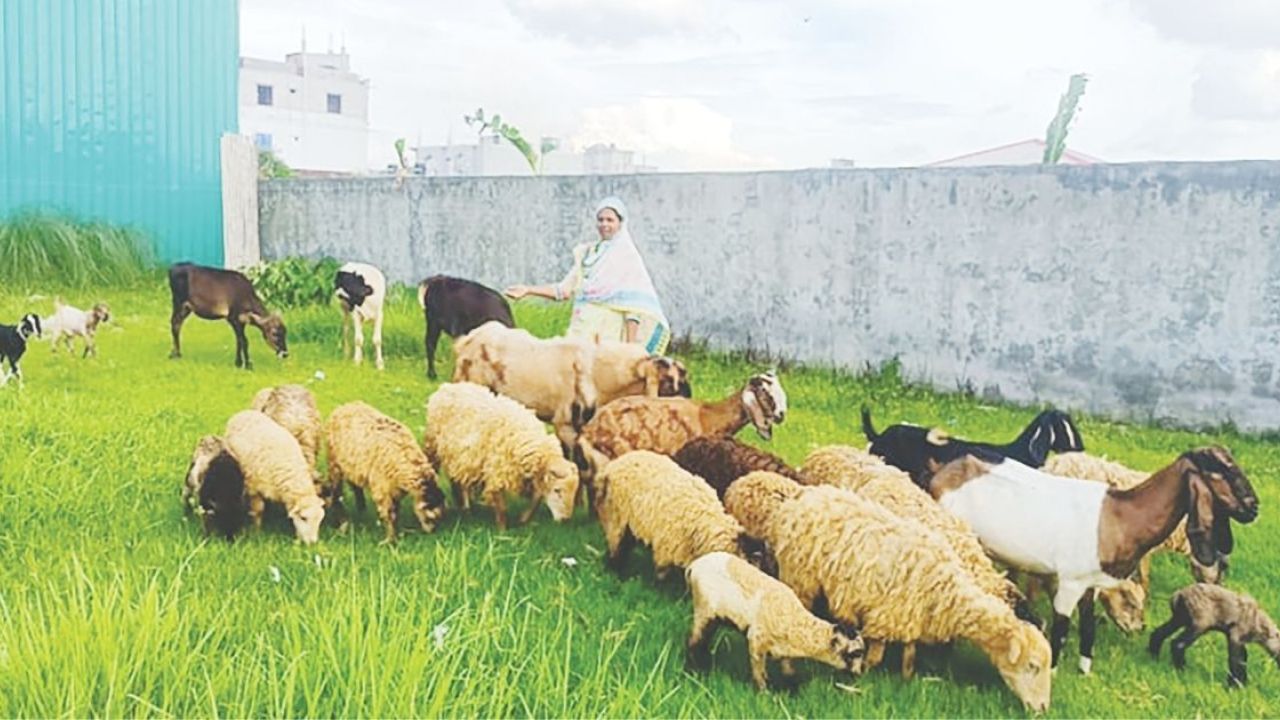 সারাদেশে পশু চিকিৎসক সংকট, ক্ষতিগ্রস্থ হচ্ছেন খামারীরা