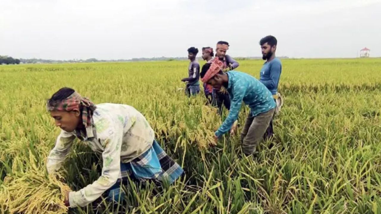 সুনামগঞ্জে আগাম বন্যার আতঙ্ক, পানির দরে বিক্রি হচ্ছে ধান