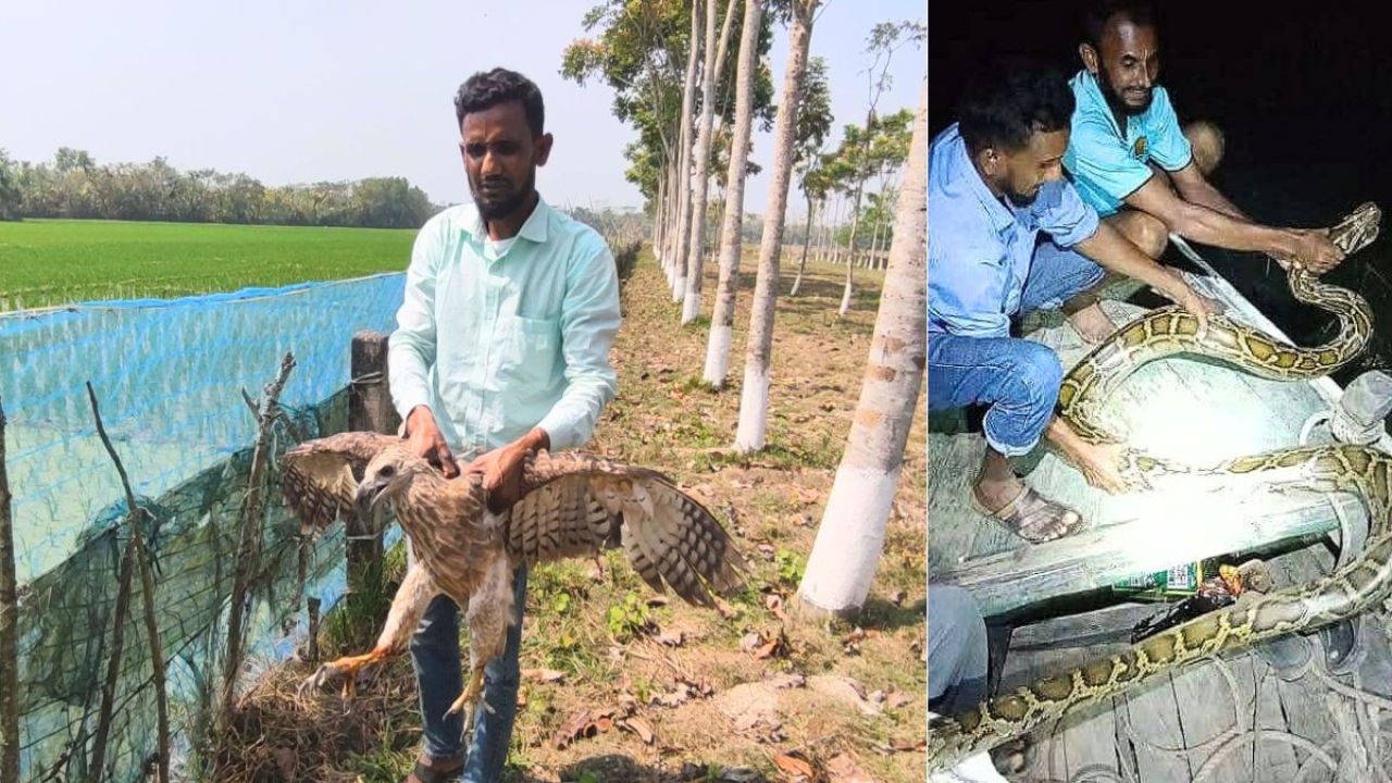 সুন্দরবন পাড়ে বন্যপ্রাণী এখন &lsquo;শত্রু&rsquo; নয়, &lsquo;বন্ধু&rsquo;