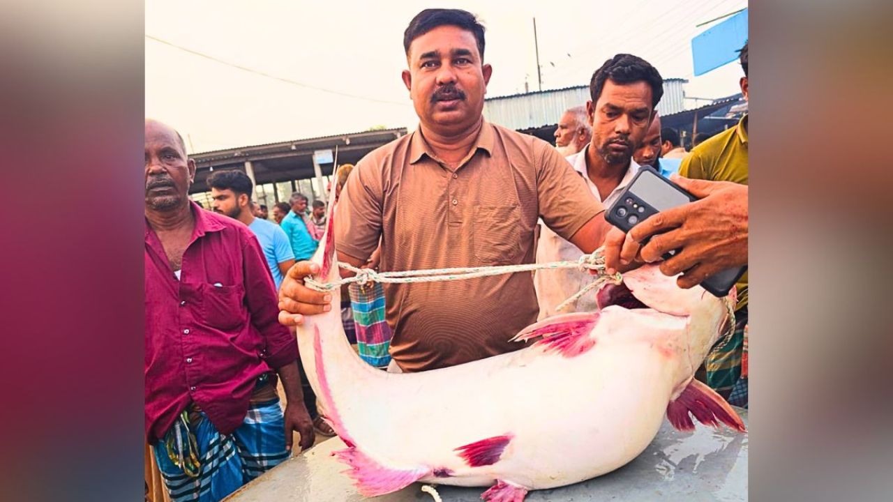 ৫২ হাজারে বিক্রি হলো ২৫ কেজির পাঙাশ