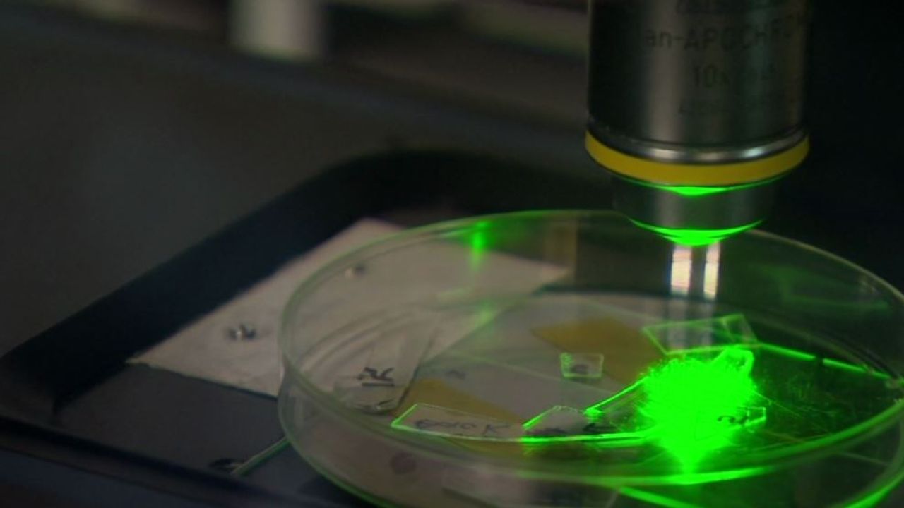 এবার যুগান্তকারী আবিষ্কার: ভাইরাসকে গিলে খাবে প্লাস্টিক