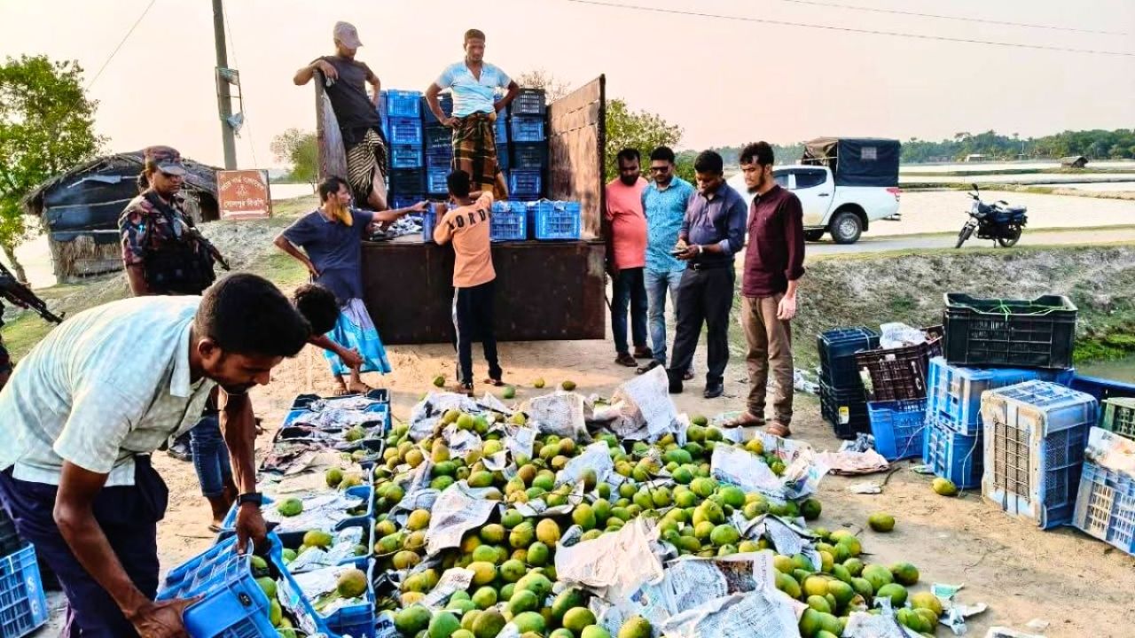 বিষাক্ত আম বাজারজাত করার চেষ্টা নস্যাৎ, কালীগঞ্জে বড় চালান জব্দ