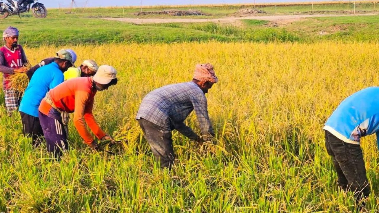 হাওরে ডিজেলের সঙ্গে সংকট শ্রমিকেরও, ধানকাটা নিয়ে শঙ্কায় কৃষকরা