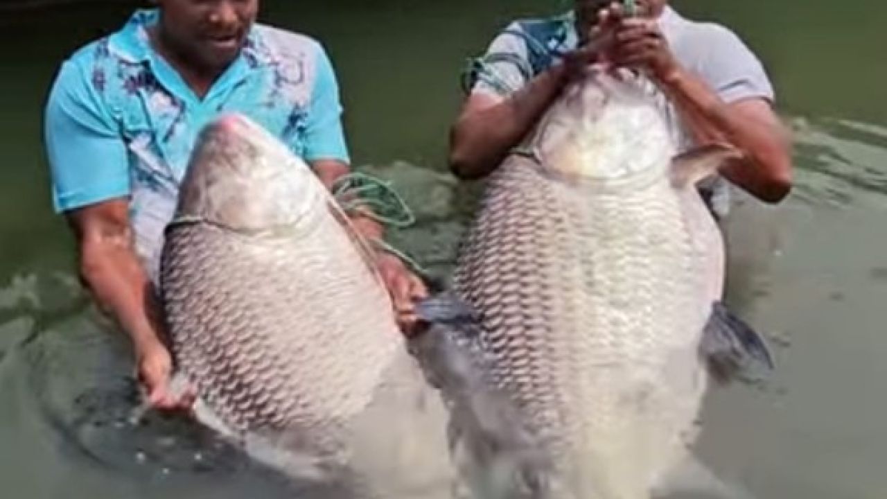 ফেসবুকে পদ্মার ২ কাতল দেখে শিল্পপতির ফোন, অতঃপর...