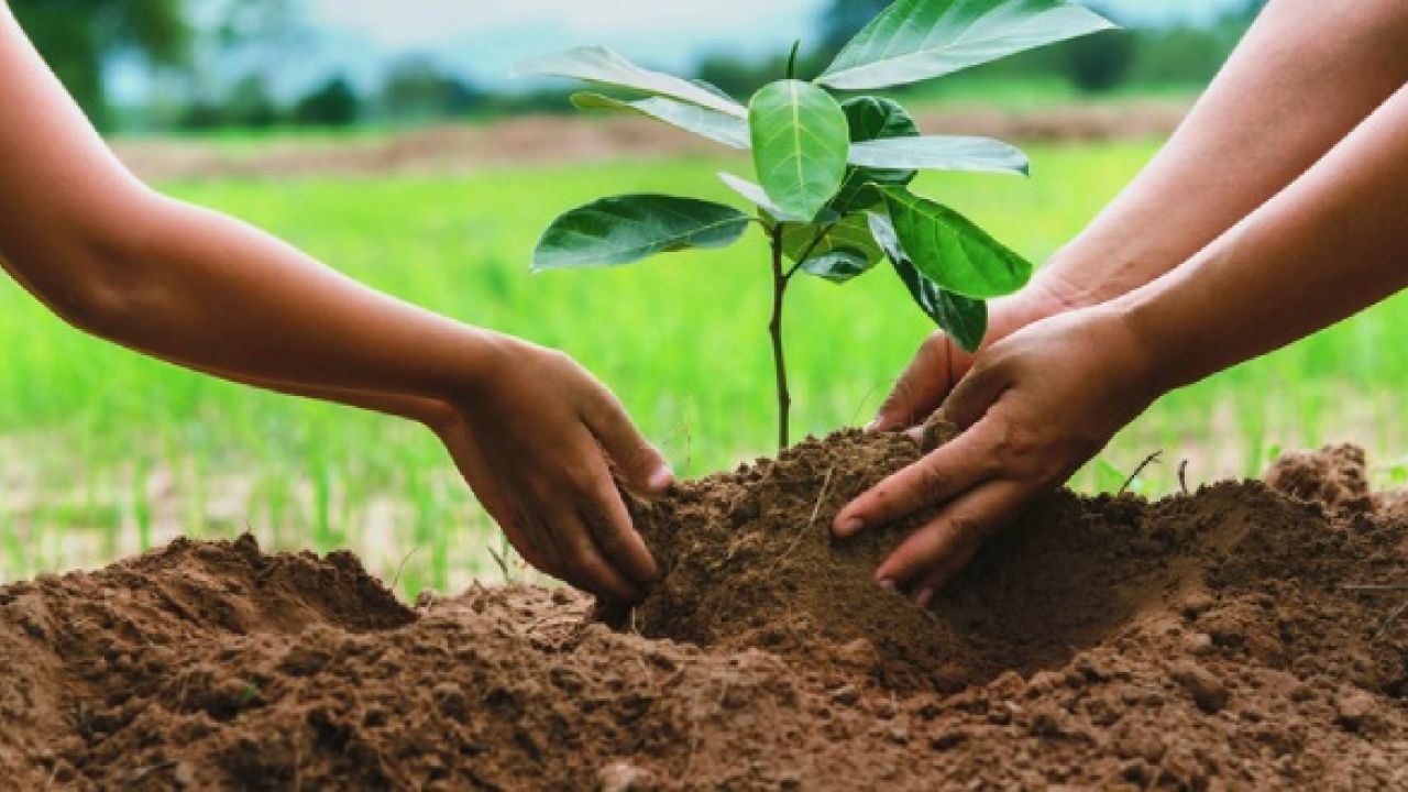 গাছ আমাদের পরম বন্ধু