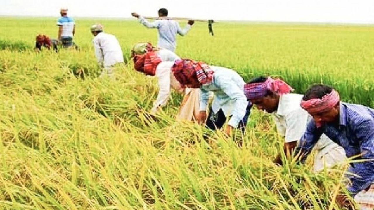 সংকটে  হাওরাঞ্চলের কৃষি