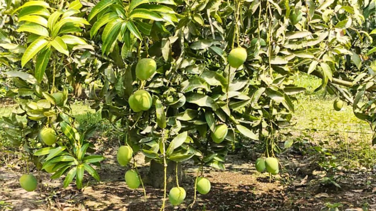 সাতক্ষীরায় ‘আম ক্যালেন্ডার’ ঘোষণা, অপরিপক্ব আম পাড়লে ব্যবস্থা