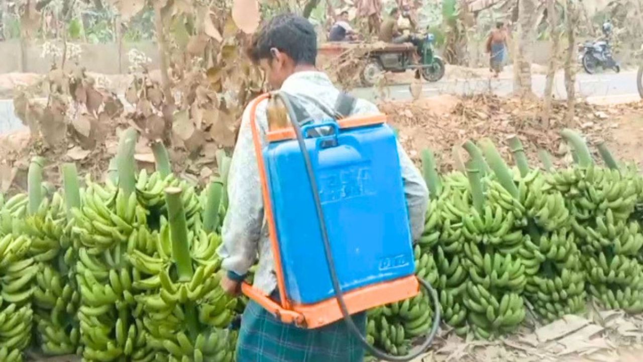 বড় ও চকচকে করতে কলায় কেমিক্যালের মহোৎসব, বাগান থেকে বাজার সবখানেই স্প্রে