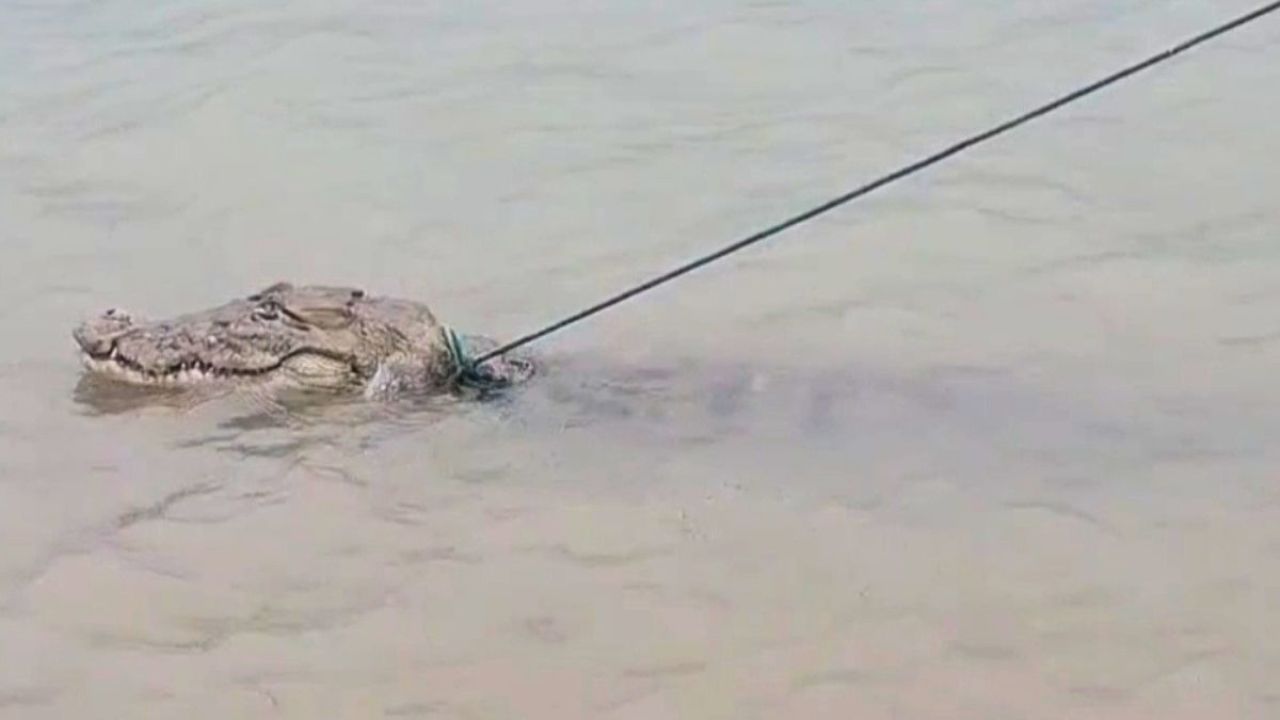 পদ্মায় জেলেদের বড়শিতে ধরা পড়ল কুমির