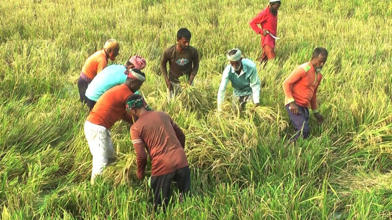 হাওরে সোনালি ধানে ভরপুর, কৃষকের চোখে লোকসানের ভয়