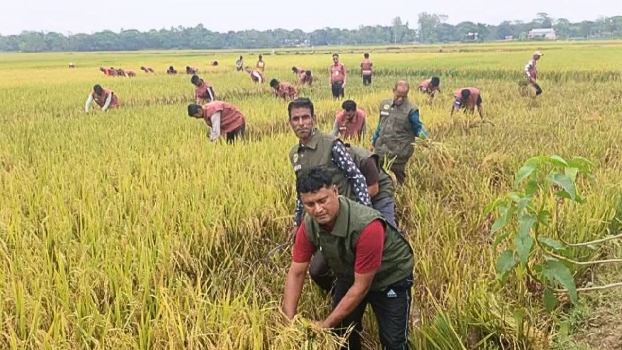 শ্রমিক সংকটে দিশেহারা কৃষক, কাস্তে হাতে পাশে দাঁড়াল আনসার বাহিনী