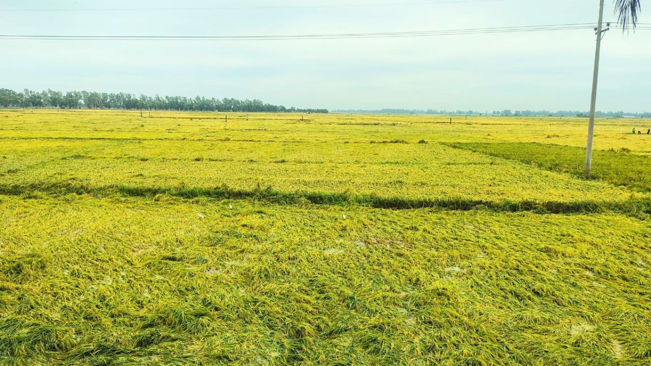 মাঠের ধান মাটিতে, দিশেহারা চাষি