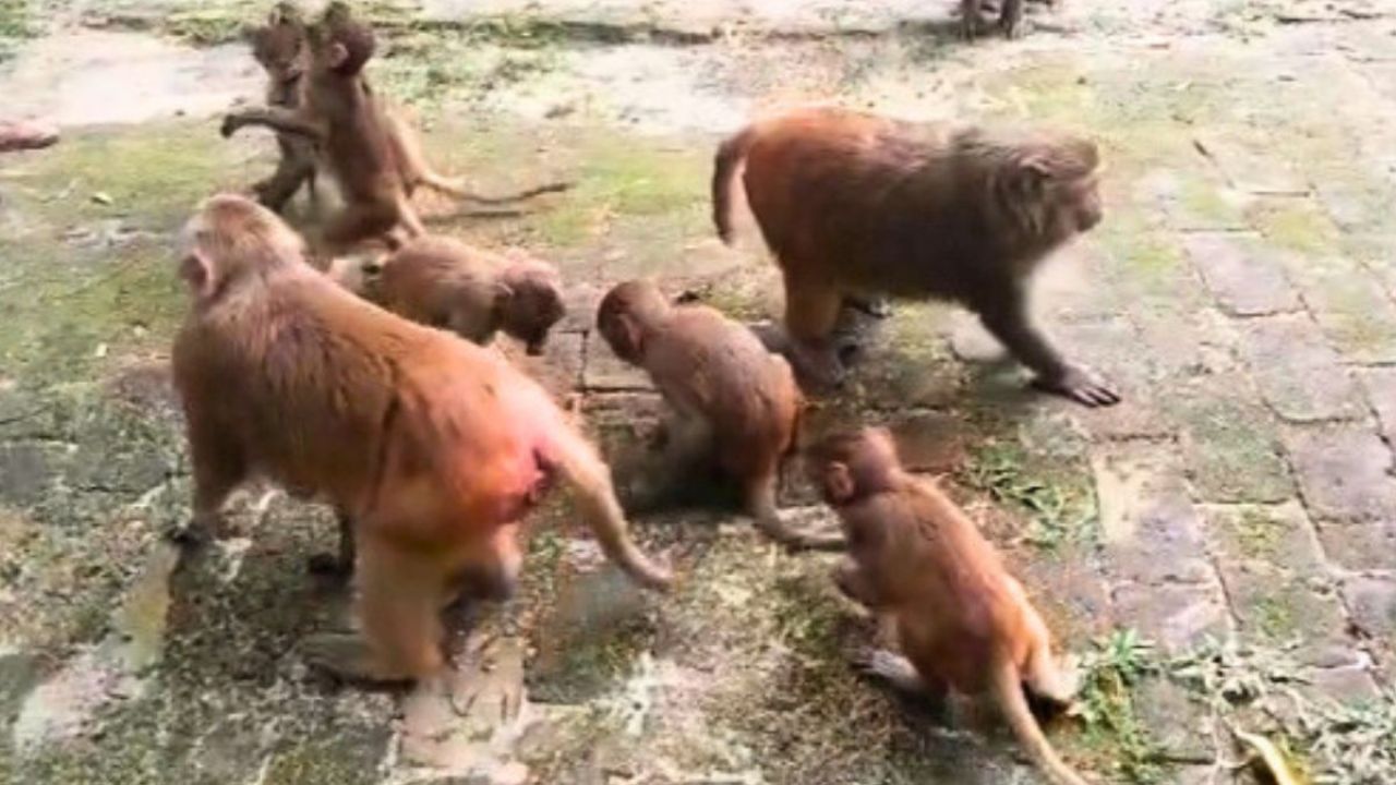 খাবারের সন্ধানে রাস্তায় এসে প্রাণ হারাচ্ছে বানর