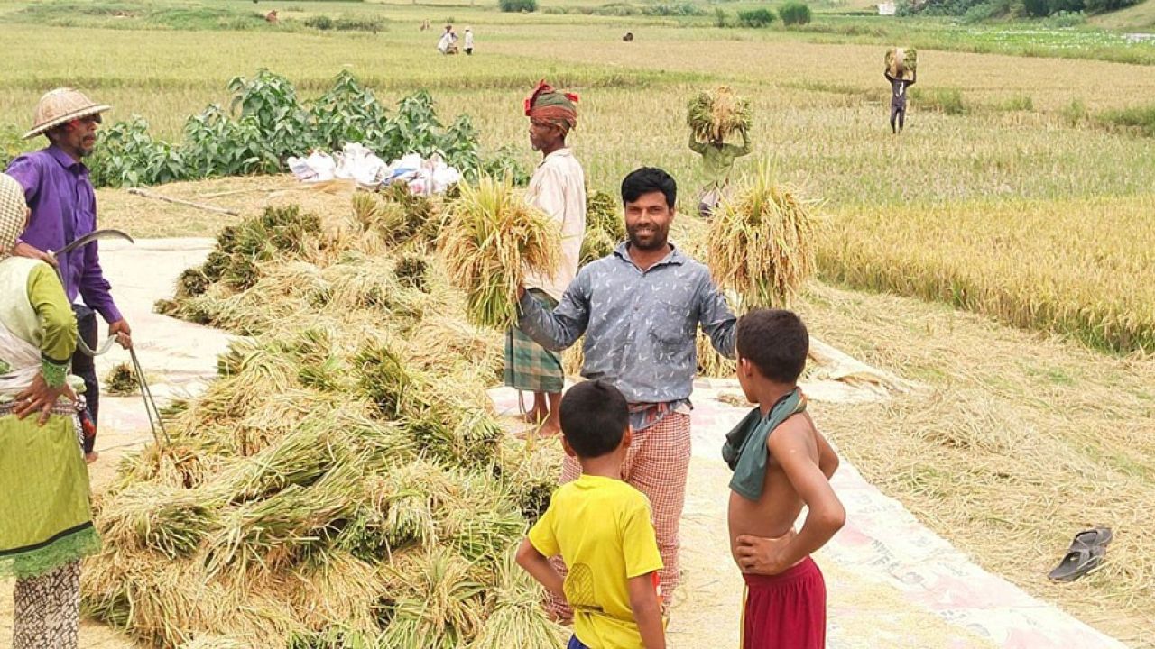 ধানের ন্যায্য মূল্য নিশ্চিত করা জরুরি