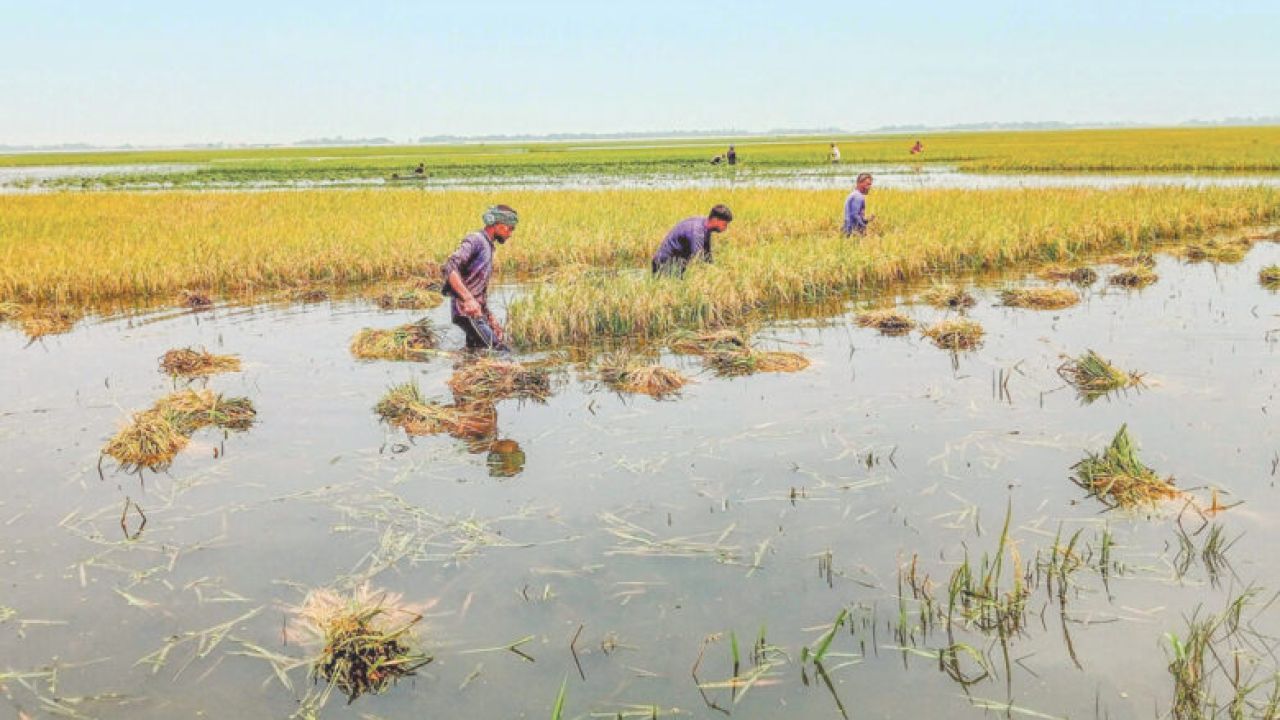 হাওরের কৃষকরা বাঁচলে বাঁচবে হাওর