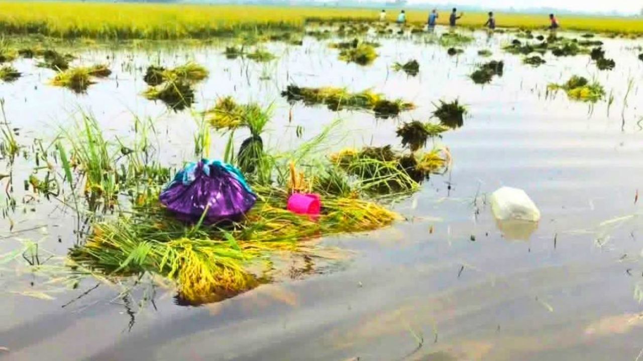 নাসিরনগরে বৃষ্টি ও উজানের ঢলে ডুবল পাকা ধান