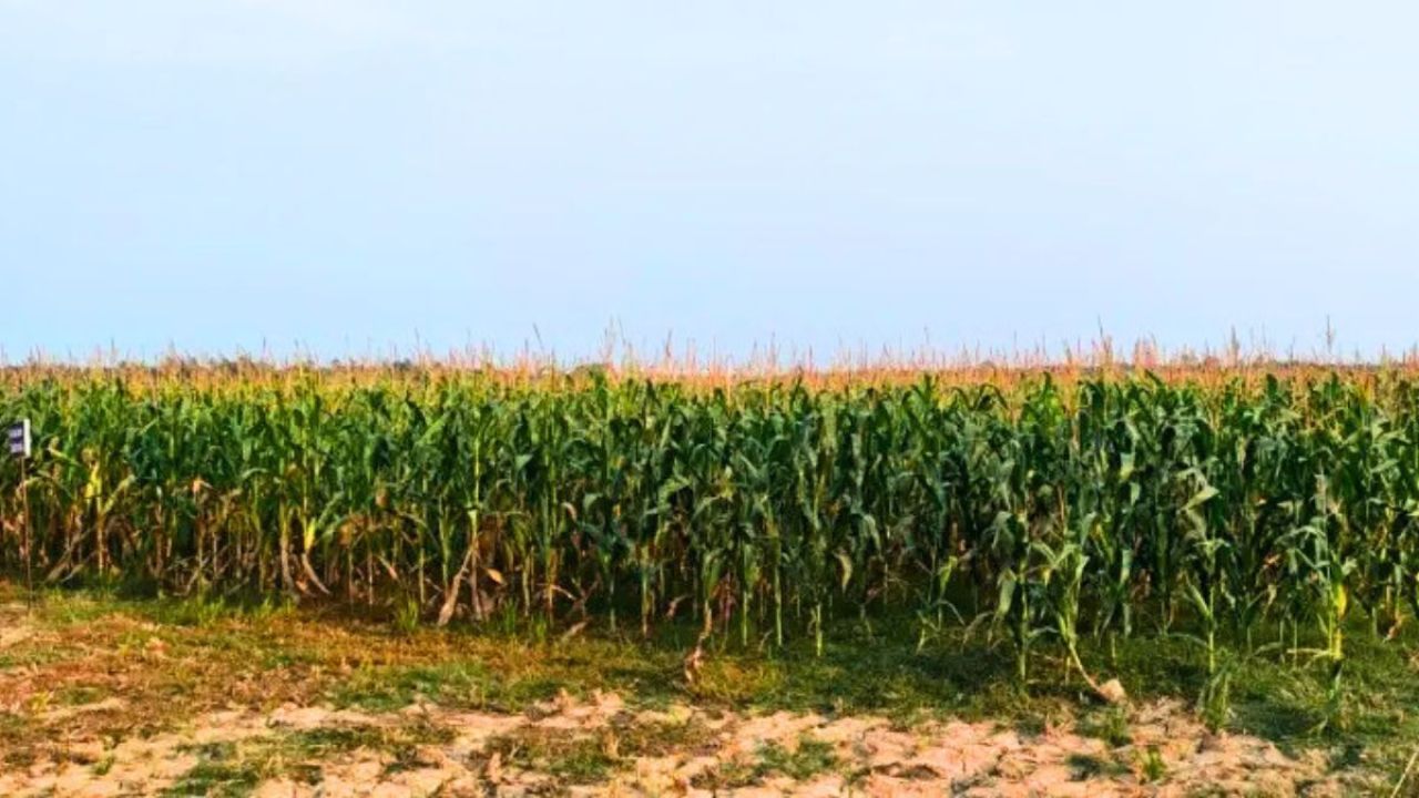 উপকূলের লবণাক্ত জমিতে ভুট্টা চাষে সাফল্য