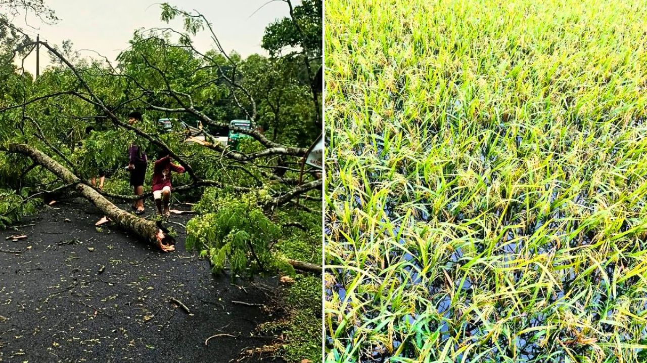 চুনারুঘাটে কালবৈশাখীর তাণ্ডব, ফসলের ব্যাপক ক্ষতি