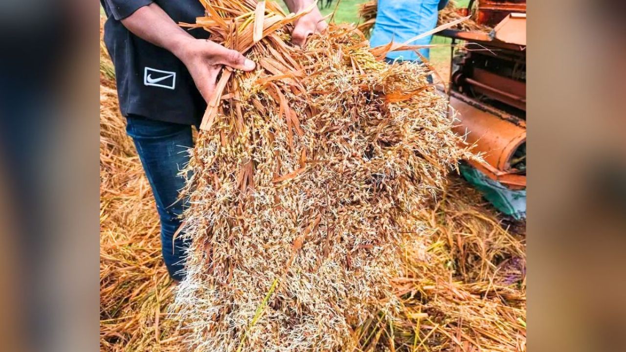 ভেজা ধানে চারা গজাচ্ছে, কাঁদছে হাওরের কৃষক