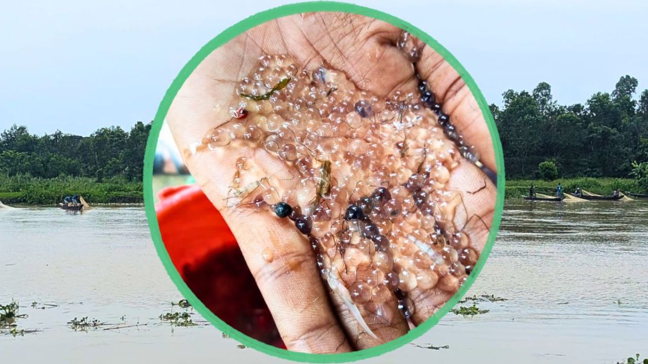 হালদায় মিলেছে কার্পজাতীয় মাছের নমুনা ডিম