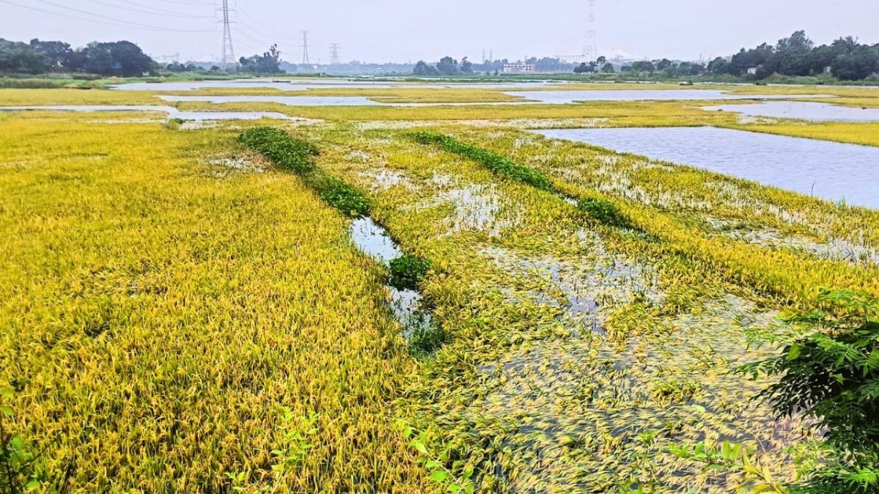 বাম্পার ফলনেও দুশ্চিন্তায় গজারিয়ার ধানচাষিরা