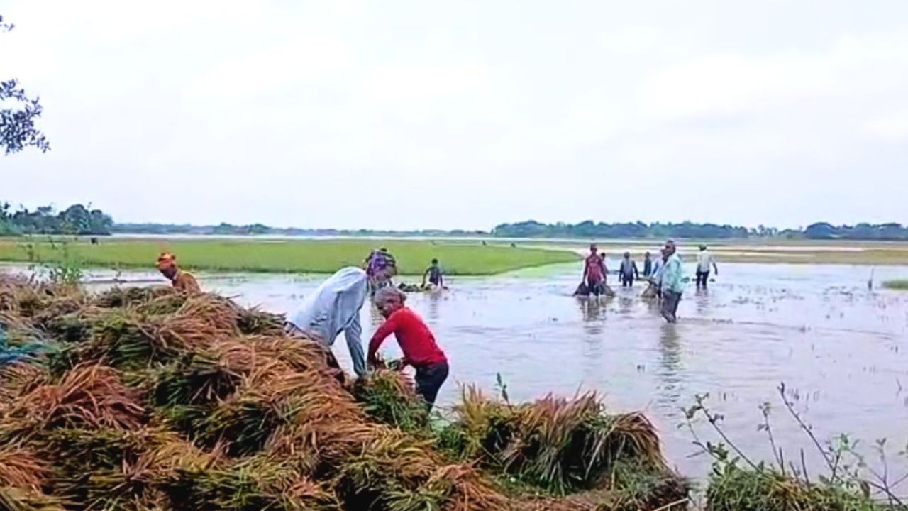 ময়মনসিংহে বৃষ্টিতে ডুবল ৩ হাজার হেক্টরের বোরো ধান