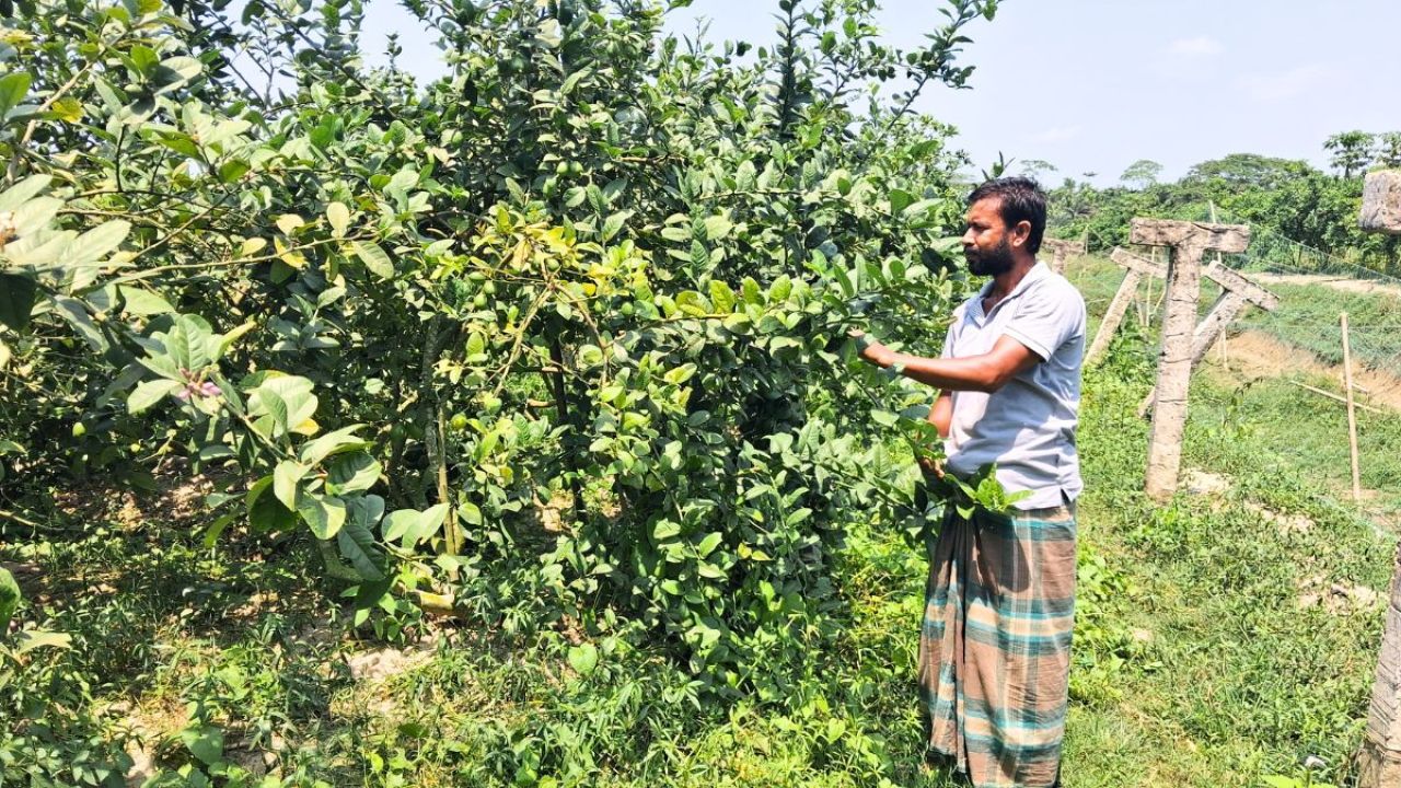 প্রবাসফেরত শরীফের ফলের বাগানে সফলতার গল্প