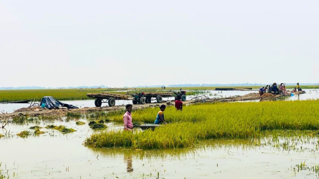 সুনামগঞ্জে ধান কাটার শ্রমিক সংকট, তলিয়ে যাচ্ছে ফসল