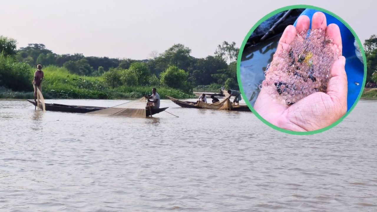 হালদা নদীতে ডিম ছেড়েছে মা মাছ