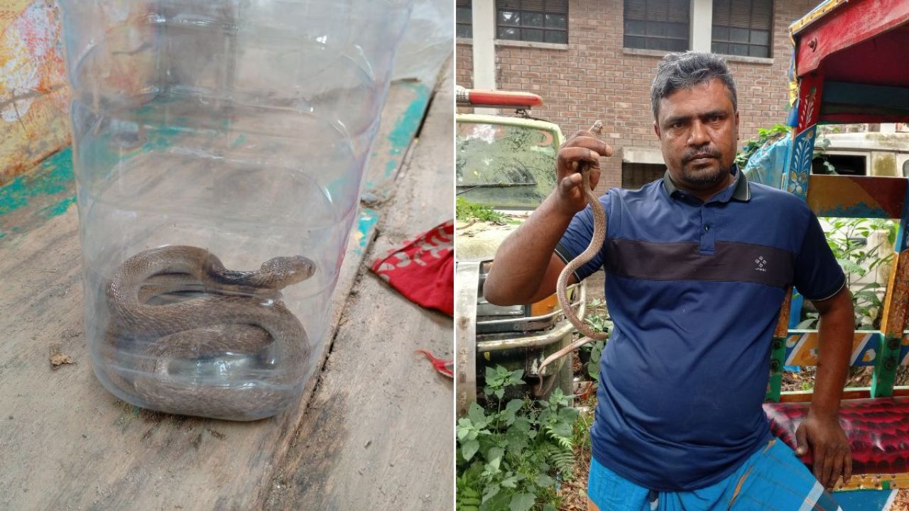 সদরপুরে সাপ নিয়ে হাসপাতালে হাজির রোগী